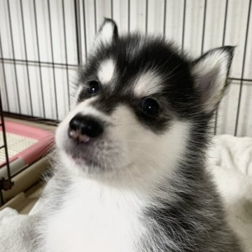 シベリアンハスキー【岡山県・女の子・2024年5月4日・ブラック&ホワイト】の写真「チャーミングな女の子」