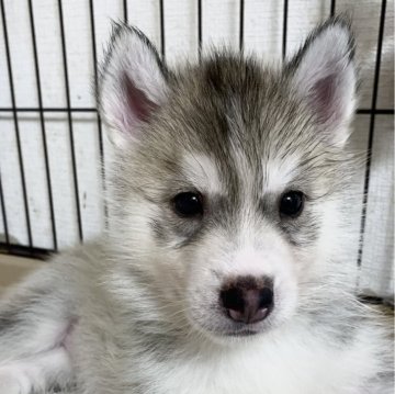 シベリアンハスキー【岡山県・女の子・2024年5月4日・シルバー&ホワイト】の写真「とっても可愛く愛嬌たっぷりの女の子」