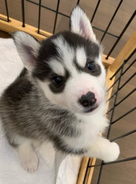 シベリアンハスキー【岡山県・女の子・2020年12月1日・ブラック&ホワイト】の写真「とっても小さな可愛い子💕」