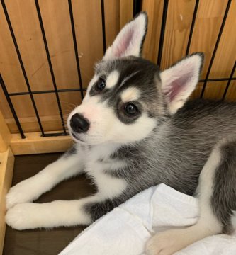 シベリアンハスキー【岡山県・女の子・2022年2月10日・ブラック&ホワイト】の写真「優しい毛色の可愛いくて優しい女の子💕」
