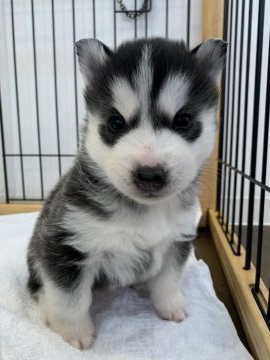 シベリアンハスキー【岡山県・男の子・2021年2月6日・ブラック&ホワイト】の写真「とってもキュートな男の子」