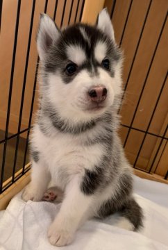 シベリアンハスキー【岡山県・男の子・2021年9月8日・ブラック&ホワイト】の写真「とっても可愛い男の子💕両親犬共に遺伝子検査クリア」
