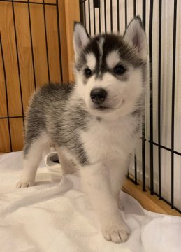 シベリアンハスキー【岡山県・男の子・2021年9月8日・ブラック&ホワイト】の写真「ハンサムで優しい男の子💕」