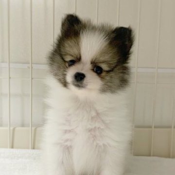 ポメラニアン【岡山県・男の子・2023年3月15日・パーティー】の写真「とてもキュートな男の子」