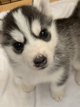 シベリアンハスキー【岡山県・女の子・2022年2月10日・ブラック&ホワイト】の写真「小ぶりでキュートな女の子」