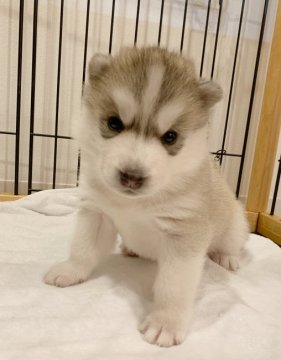 シベリアンハスキー【岡山県・男の子・2021年6月16日・シルバー&ホワイト】の写真「とってもチャーミングな男の子」
