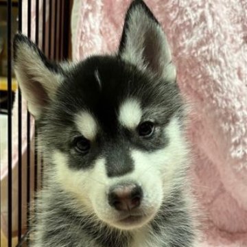 シベリアンハスキー【岡山県・男の子・2023年4月15日・ブラック&ホワイト】の写真「とってもチャーミングな男の子」