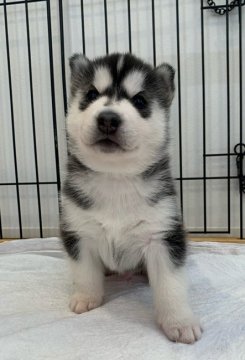 シベリアンハスキー【岡山県・男の子・2021年2月6日・ブラック&ホワイト】の写真「とっても可愛い綺麗な男の子」