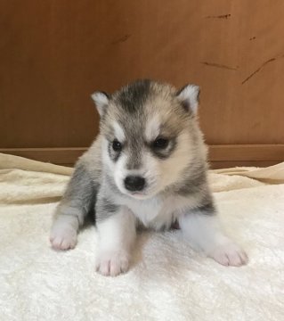 シベリアンハスキー【岡山県・男の子・2019年7月9日・シルバー&ホワイト】の写真「綺麗で優しい男の子」