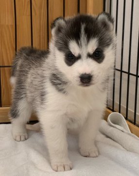 シベリアンハスキー【岡山県・女の子・2022年2月10日・ブラック&ホワイト】の写真「甘えん坊の可愛い女の子💕」