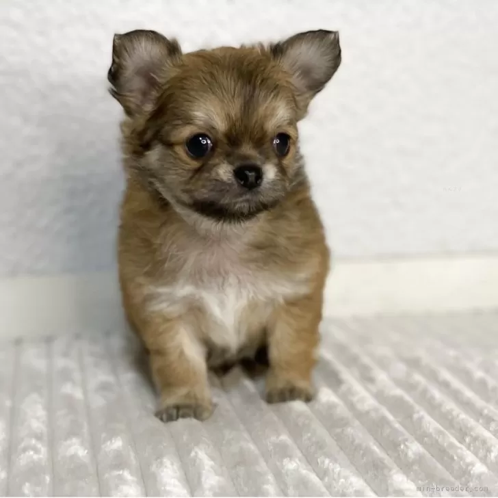 ID:2504-04151の子犬