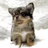 チワワ(ロング)