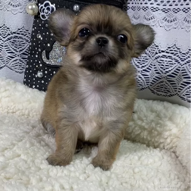 ID:2407-05600の子犬