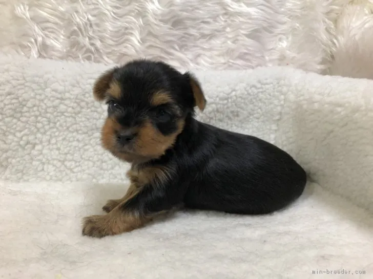 ID：1812-01620の子犬