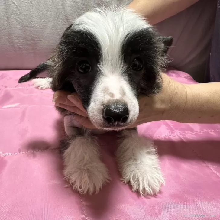 ID:2407-08021の子犬