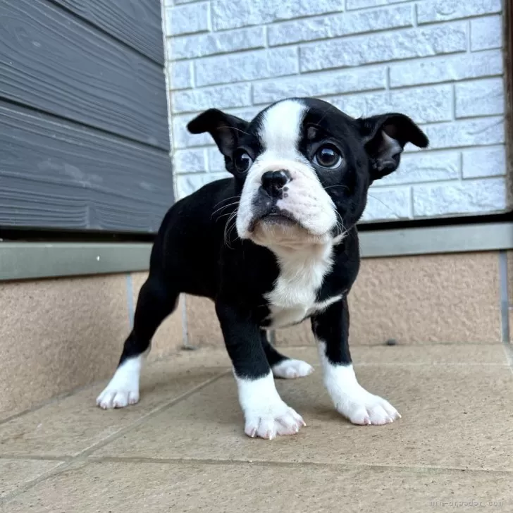 はなぶー 様のお迎えした子犬