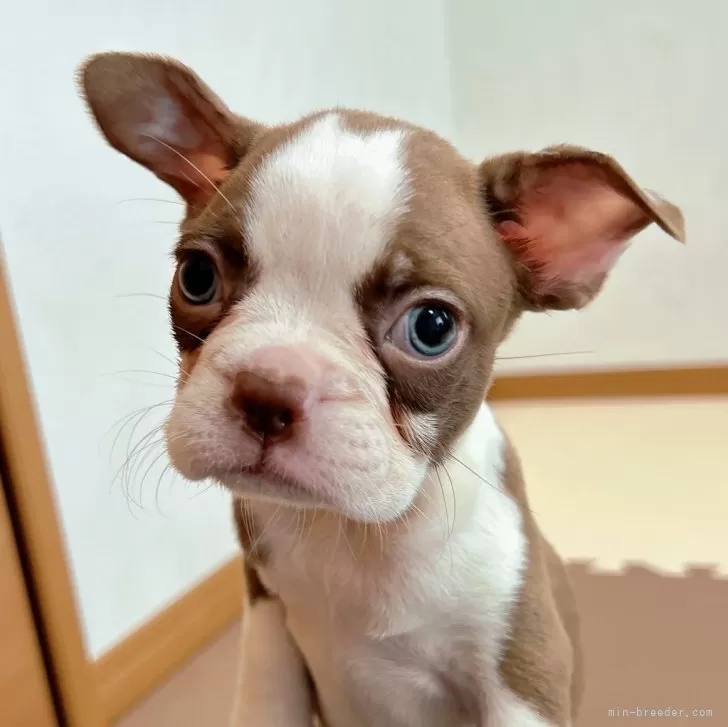 ID：2510-05037の子犬