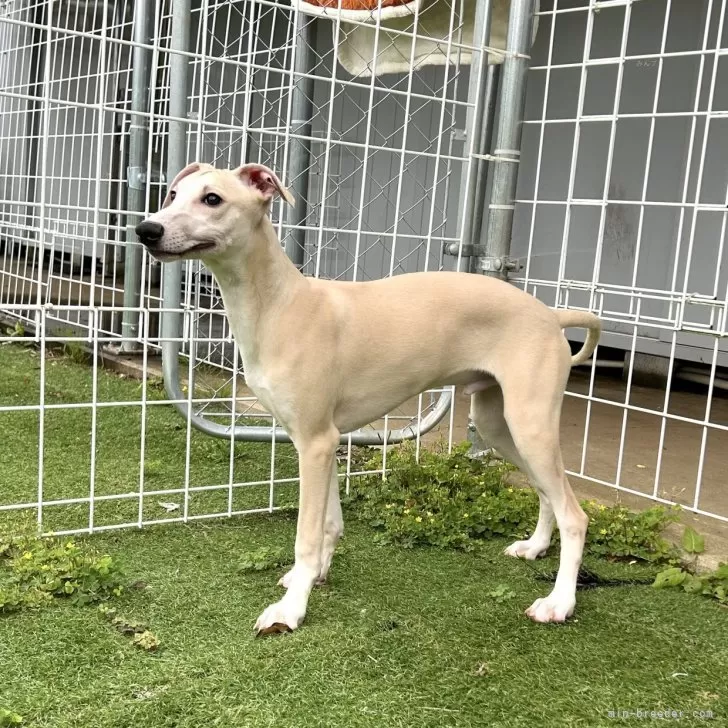 ななこ 様のお迎えした子犬