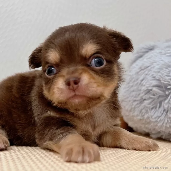 チワワ(ロング)【千葉県・女の子・2025年9月13日・チョコレートタン】の写真1「可愛い💕」