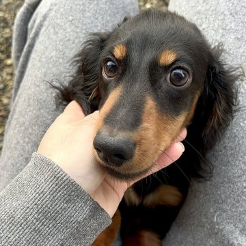 ミニチュアダックスフンド(ロング)【千葉県・男の子・2024年7月23日・ブラックタン】の写真「性格もお顔も可愛い💕
PRA、CL安心です☺️」