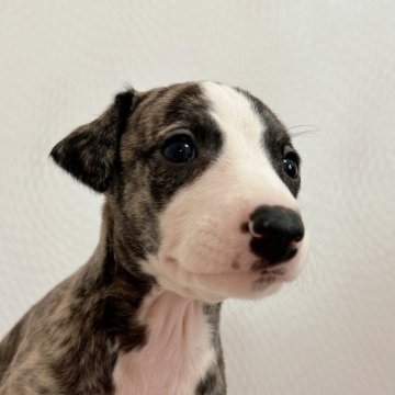 ウィペット【千葉県・女の子・2025年9月19日・ブリンドル】の写真「美しいブラックブリンドルの女の子🤤💕」