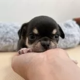チワワ(スムース)
