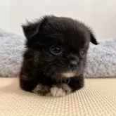 チワワ(ロング)