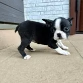 ボストンテリア【千葉県・女の子・2025年1月10日・ボストンカラー】の写真5「小ささが伝わりにくいです😂」