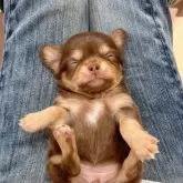 チワワ(ロング)【千葉県・女の子・2025年9月13日・チョコレートタン】の写真5「メロメロ🥹💕」