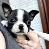 ボストンテリア【千葉県・女の子・2025年1月10日・ボストンカラー】の写真9「お目目うるうる🥹」