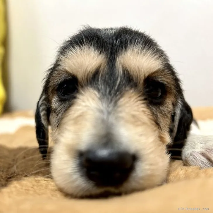 ID：2303-04964の子犬