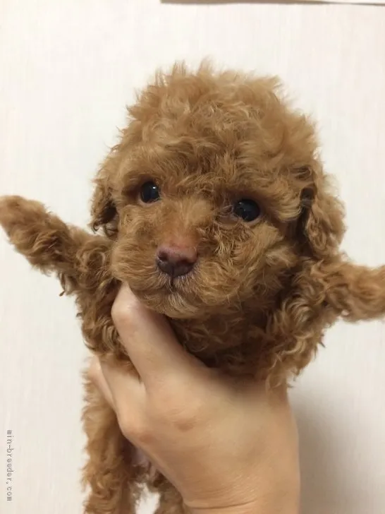 ID：1909-02872の子犬