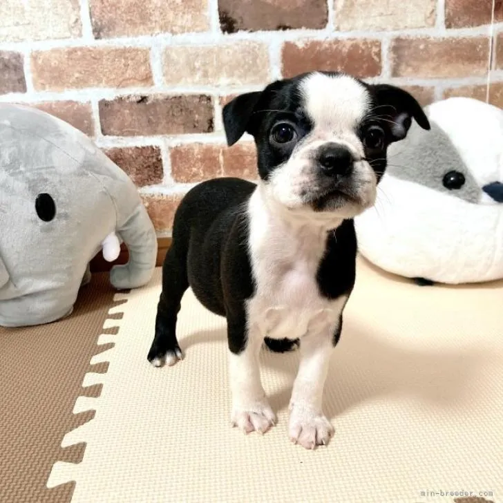 ID：2209-02370の子犬