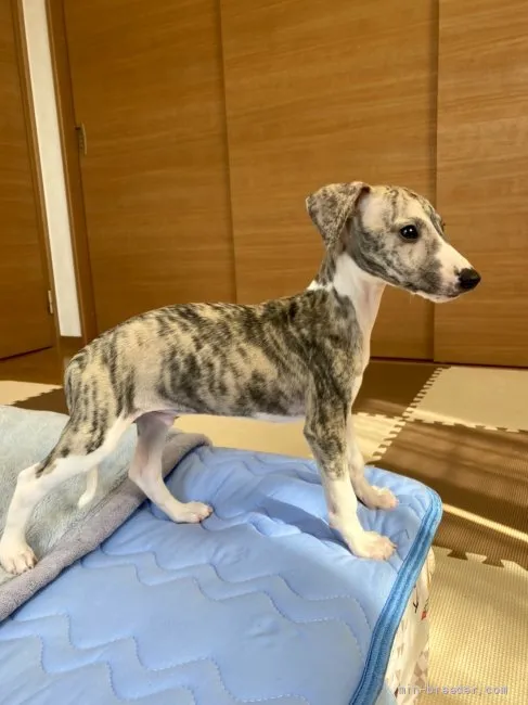 ID：2109-03982の子犬