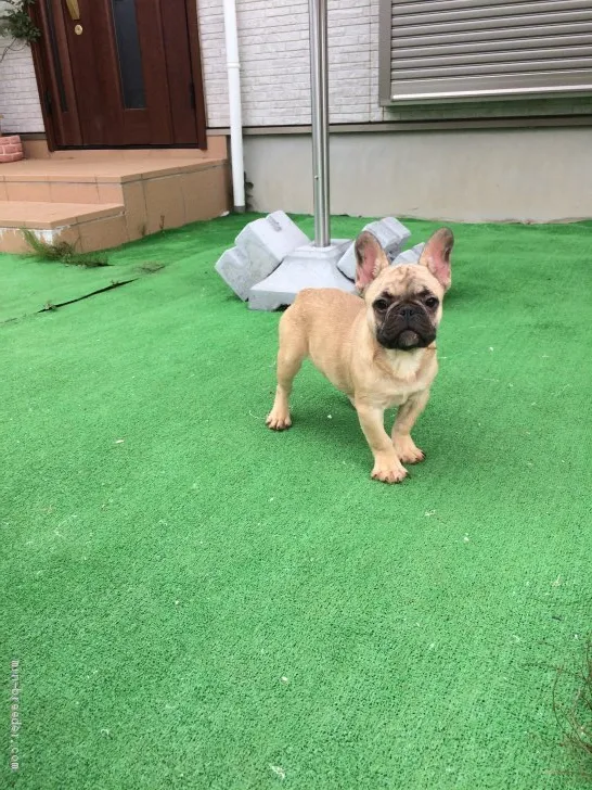 ID：1901-02351の子犬