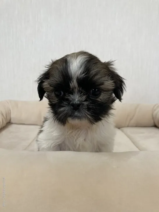 ID：2012-03368の子犬