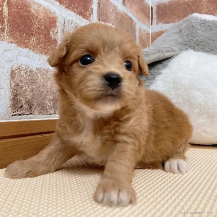 ID：2209-02917の子犬
