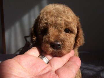 トイプードル(トイ)【千葉県・女の子・2018年12月17日・アプリコット】の写真「優しいお顔の女の子」