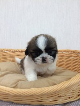 シーズー【千葉県・男の子・2020年4月20日・ホワイト&ゴールド】の写真「綺麗な柄の可愛い男の子😊」