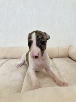 ウィペット【千葉県・男の子・2020年8月18日・ブリンドル&ホワイト】の写真「整ったお顔の可愛い男の子😊」