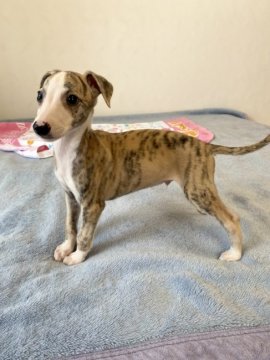 ウィペット【千葉県・男の子・2021年8月28日・ブリンドル&ホワイト】の写真「ブリンドル多めのおっとり系イケメンくん💕」