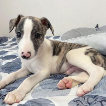 ウィペット【千葉県・男の子・2022年6月17日・ブリンドル&ホワイト】の写真「甘く優しいお顔の男の子🥰」