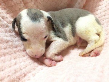 ウィペット【千葉県・男の子・2019年4月27日・ブルー(ブリンドル)&ホワイト】の写真「レアカラー！可愛い男の子☺️」