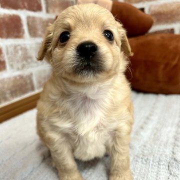 父チワワ×母トイプードル【千葉県・男の子・2023年3月4日・アプリコット】の写真「甘いお顔の男の子❤️」