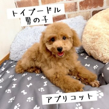 トイプードル(トイ)【千葉県・男の子・2023年4月3日・アプリコット】の写真「優しいお顔の男の子💕
遺伝病3項目発症しません😊」