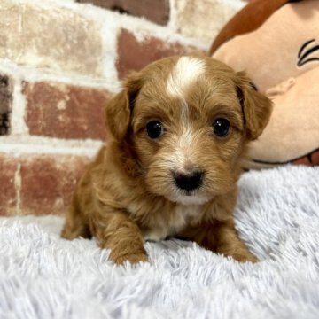 父チワワ×母トイプードル【千葉県・男の子・2023年3月4日・レッド&ホワイト】の写真「白い模様が可愛い男の子💕」