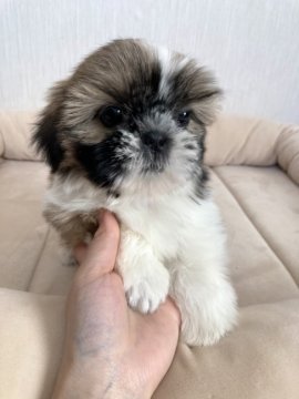 シーズー【千葉県・女の子・2020年11月16日・ホワイト&ゴールド】の写真「可愛いお顔の女の子💕」