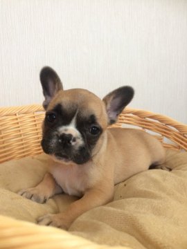 フレンチブルドッグ【千葉県・女の子・2020年1月1日・フォーン】の写真「元旦生まれの可愛い女の子💕」
