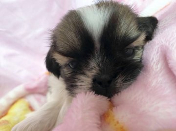 シーズー【千葉県・女の子・2020年4月20日・ホワイト&ゴールド】の写真「元気な可愛い女の子😊」