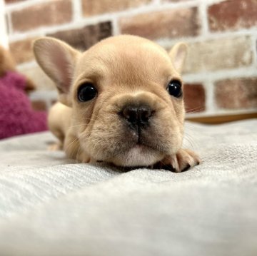 フレンチブルドッグ【千葉県・男の子・2024年4月3日・クリーム】の写真「小さく可愛いクリームの男の子🥰」